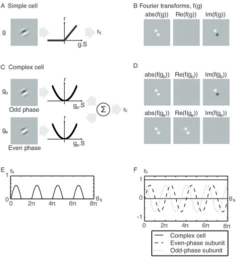 Standard models of cortical simple and complex cells. A. Simple cells ...