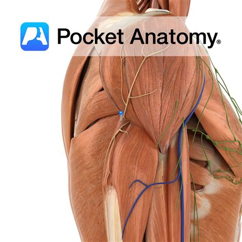 Triceps brachii (long head) - Pocket Anatomy