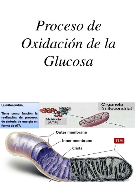 Proceso de Oxidación de Glucosa | Ciclo del ácido cítrico | Dieta y nutrición