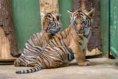 Rare Malayan Tiger Cubs Show Their Personalities - ZooBorns