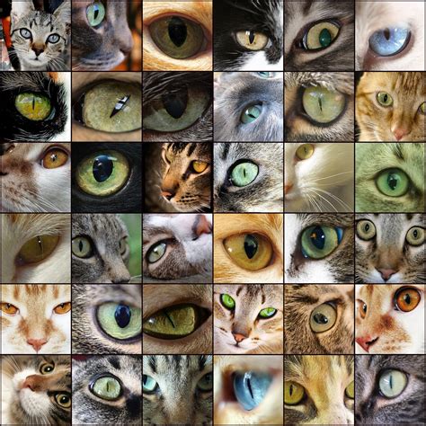 Cats eyes | 1. And again my cat, 2. Look!, 3. cat eye, 4. Ca… | Flickr