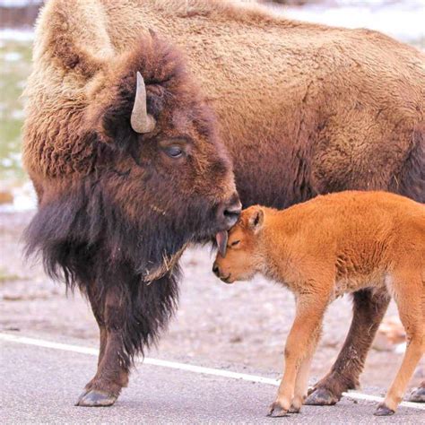 Come see the Wildlife of Big Sky, Montana