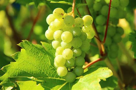 White Wine Grapes for Virginia Soil - 🍇 Wineries & Vineyards for Sale