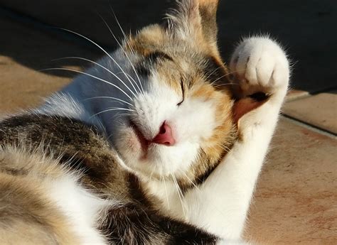 Free Images : summer, kitten, washing, fauna, yawn, close up, nose, whiskers, snout, animals ...