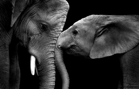 Wildlife Photography Black And White | Amazing Wallpapers