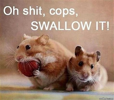 Gerbil Criminals :10 of the Most Shared Funny Pictures :Weird Nut Daily ...