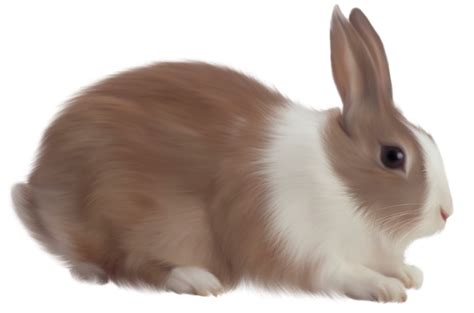 Clipart animals rabbit, Picture #375370 clipart animals rabbit