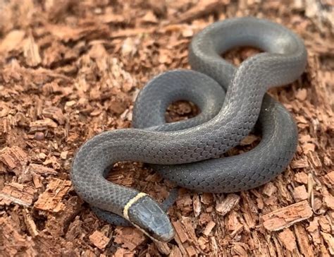 Ringneck Snake - eMuseum of Natural History