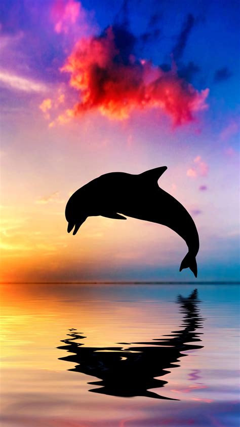 1440x2560 Dolphin Jumping Out Of Water Sunset View 4k Samsung Galaxy S6 ...