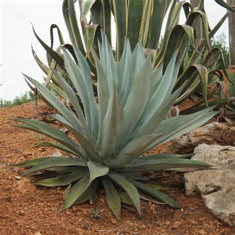 American Agave (Agave americana)