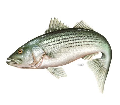 Striped Bass Drawing at GetDrawings | Free download