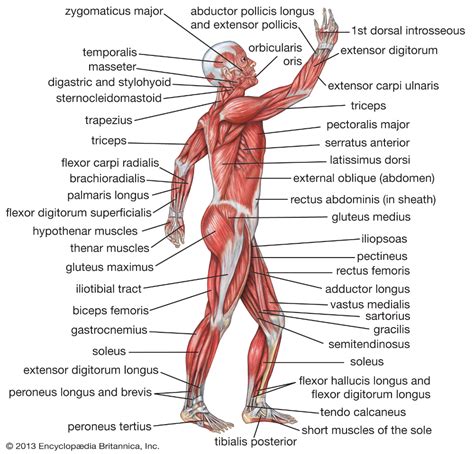 Human body | Human muscular system, Human body muscles, Human muscle anatomy