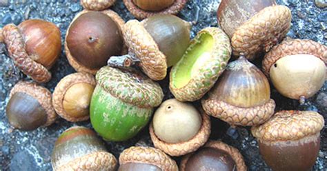 All Those Acorns! Here's The Actual Scientific Explanation... - CBS ...