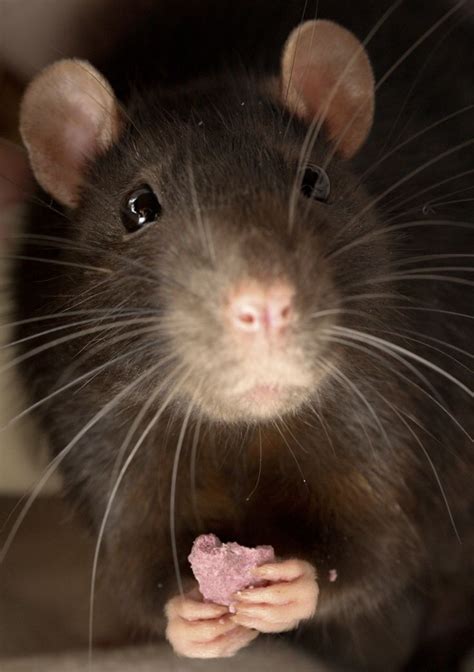 So adorable. | Pet rats, Pet rat cages, Cute rats