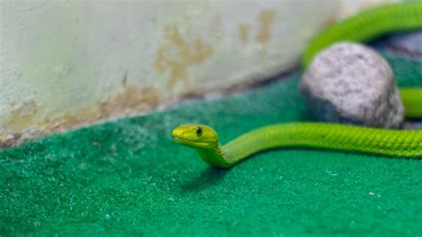 10 Pet Snake Breeds - Pet Haver