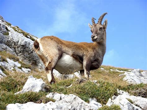 Wildlife in the Alps