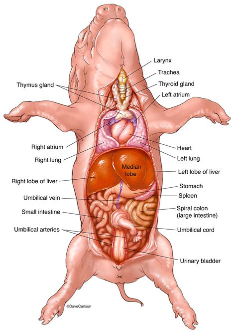 Fetal Pig Cardiovascular System