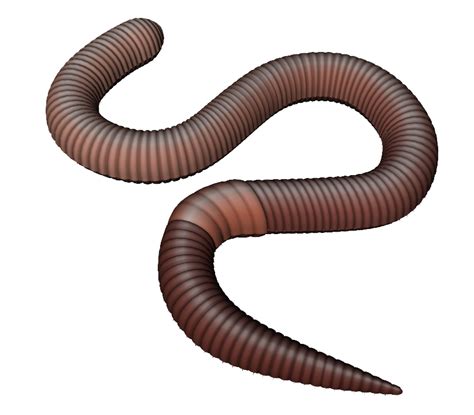 Earthworm Clip art - observe clipart png download - 820*718 - Free ...