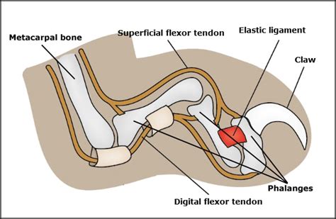 5 Interesting Facts About Cat Claws & Their Anatomy - Catster