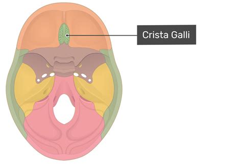 Crista Galli Anatomy