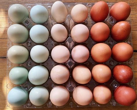 Variety of Egg Colors from Sussex Chickens – Nature Blog Network