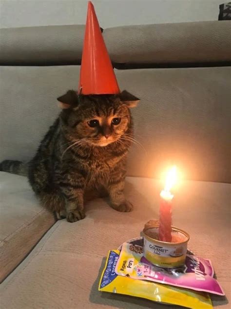 This cat is so sad, could we say Happy Birthday to this sad cat : sadcats