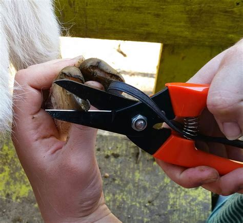 Still Waters Farm: Goat Hoof Trimming (it's easier than it looks)