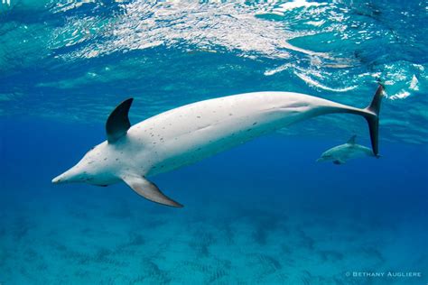 Fall is baby season for dolphins! - Wild Dolphin Project