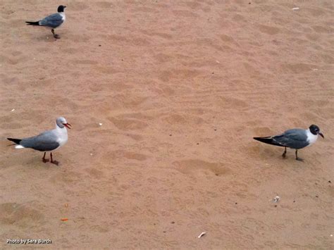 The City Birder: A Rare Bird For Brooklyn