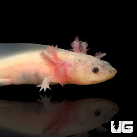 Leucistic Axolotls (Ambystoma mexicanum) For Sale - Underground Reptiles