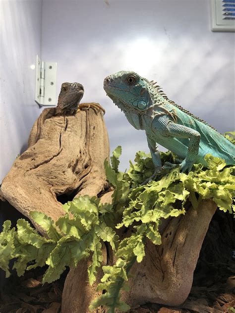 How to Care for Your Iguana - Allan's Pet Center Iguana Care