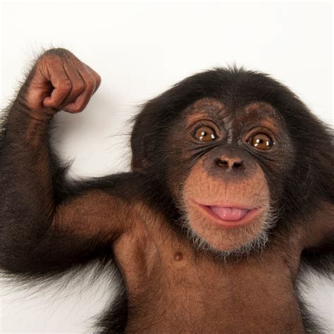 Astral Projection Wallpaper - Chimpanzee Monkeys | exactwall