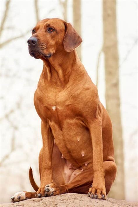 Hungarian Vizsla Colors: A Guide To Standard Vizsla Coat Colors | It's A Vizsla