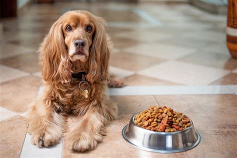 When to switch a puppy onto adult dog food - Vet Help Direct