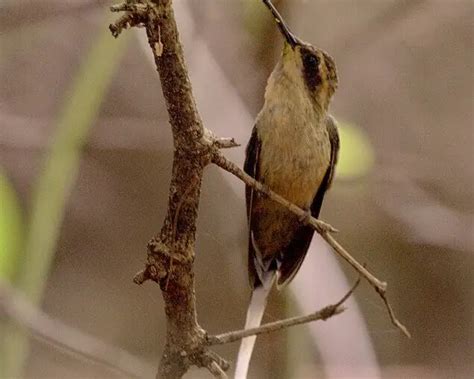 Phaethornis subochraceus - факти, дієта, ареал і фотографії на Animalia.bio