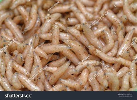 Maggots In People