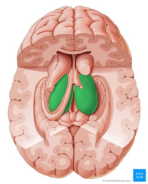 Thalamus: Anatomy, nuclei, function | Kenhub