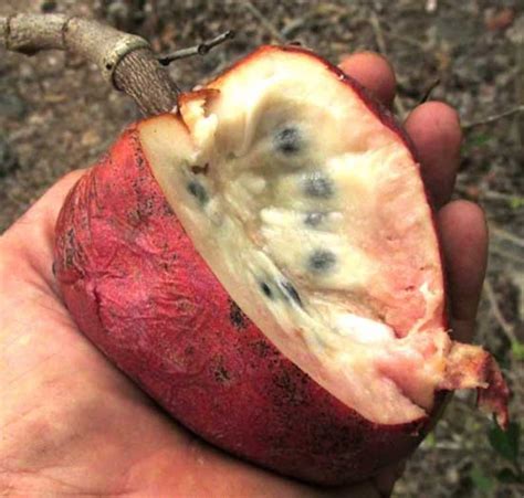 SEEDS Cherimoya Red Custard Apple Seeds Bullocks Heart Annona - Etsy