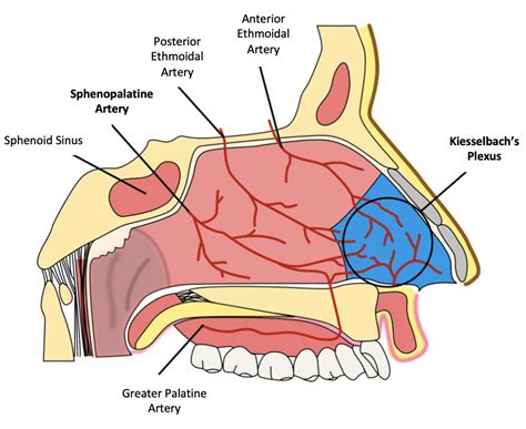 Mastering Minor Care: Management of Epistaxis — Taming the SRU