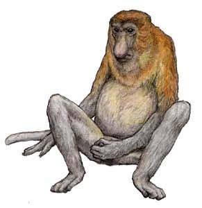 The Proboscis monkey, Nasalis larvatus (1787)... - The Evolution of Life on Earth