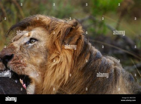 Lion eating prey hi-res stock photography and images - Alamy