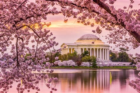 Dates Of Cherry Blossom Festival In Dc - Amabel Carmine