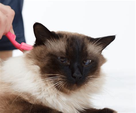 Best Flea Comb For Cats - Cat Care Checklist