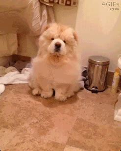 Blow-drying-chow-chow-dog