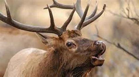 What Does an Elk Sound Like? • Support Wild