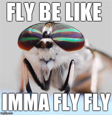 fly - Imgflip