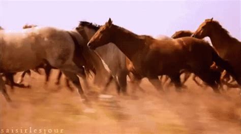 Wild Horses GIFs | Tenor