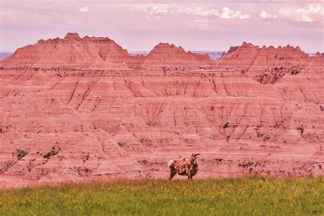 Badlands Bighorn Sheep Photograph by Tim Gardiner - Fine Art America