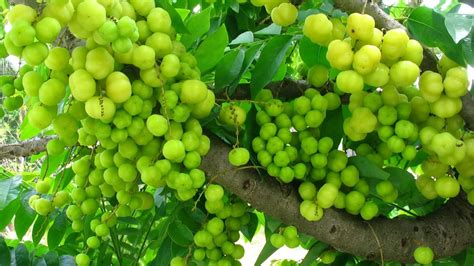 Amla: The medicinal Indian gooseberry — Health & Wellness — Sott.net