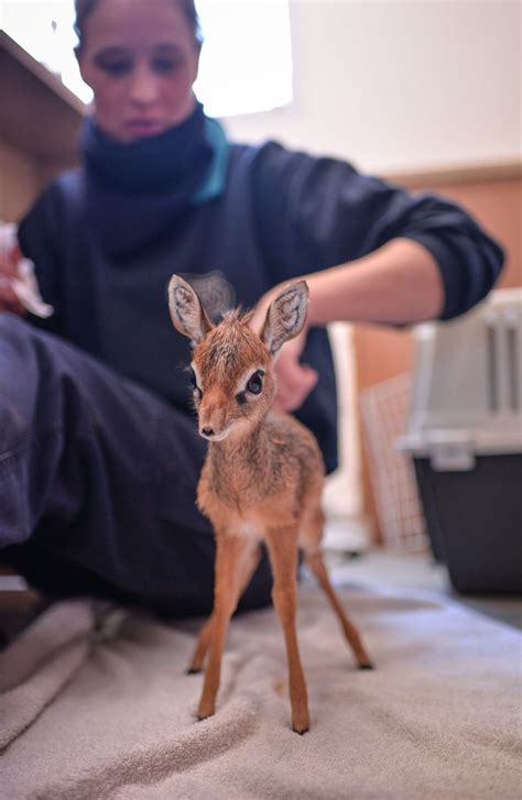 Keepers step in to hand-rear orphaned baby dik dik antelope at Chester Zoo (7) Animals And Pets ...